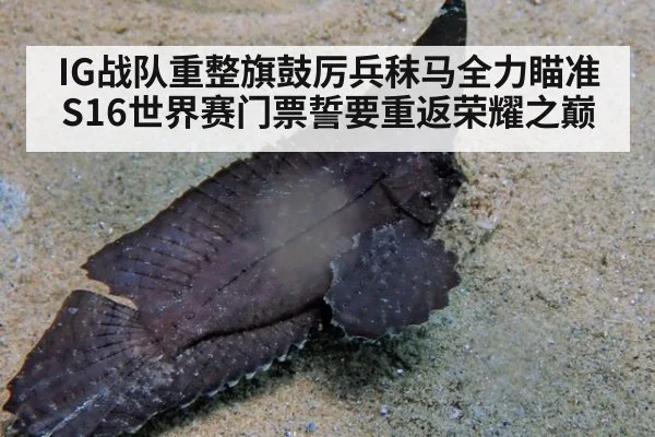 IG战队重整旗鼓厉兵秣马全力瞄准S16世界赛门票誓要重返荣耀之巅